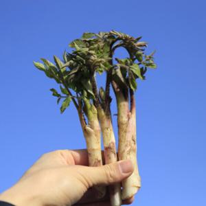 (신선집중) 남해 농협 자연산 땅두릅 500g 제철 신선 봄나물 산지직송 남해군 나물