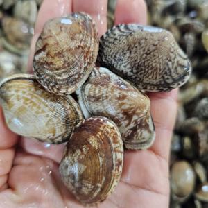 국내산 바지락 참바지락 (남해) 2kg / (수량한정) 특별할인 중