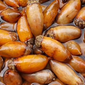 국내산 횟감용 미더덕 활 미더덕회 500g / 미더덕 / 수령 당일 횟감 가능한 상품입니다