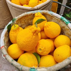 제주 한라봉 가정용 5kg 중소과 / (가정용)은 외관이 좋은 정품이 아닙니다