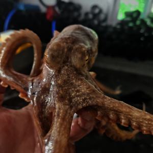 (신선집중) 국내산 활 돌문어 1kg (2~4미내외) 남해안 문어 당일조업 돌문어 1kg