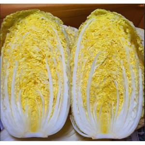 알배기 배추 알배추 쌈배추 2통 6통 12통 당일수확 신선한 봄내음을 느껴요