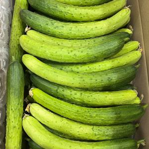 백다다기오이 백오기 다다기오이 5kg