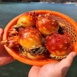 당일조업 국내산 제철 통영 활 멍게 3kg (35미내외) 가성비 앵치멍게 한입멍게 / 당일발송 / 한정특가