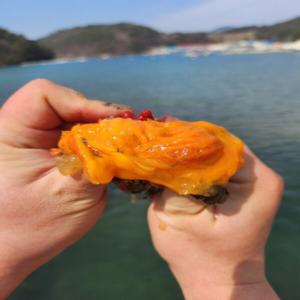 국내산 제철 통영 특품 활 멍게 1kg (10미내외) S급 최상급 횟감용 자연산 햇멍게 통멍게 당일조업 당일발송