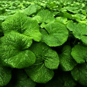 봄나물 곰취 생곰취 곰취나물 산지직송 한정수량 출고