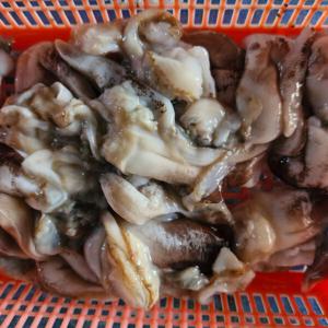 새조개 새조개샤브샤브 새조개제철 (여수) 손질 후 500g (25미내외) / 하루 30set 수량한정 판매