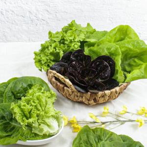 당일수확 수경재배 유러피안 쌈채소 1kg 3~5종