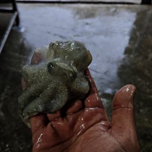 국내산 봄 주꾸미  1kg 제철 활 쭈꾸미 샤브샤브 암수랜덤 7-12미 내외