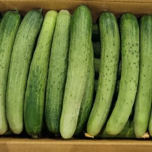 국내산 백다다기 오이 2kg 백오이 특품 8~10개 내외