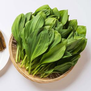 강원도 고랭지 생 명이나물 (건고추월계수잎무료증정) 자연산 잎명이 1kg / 주문즉시 당일채취 / 무료배송