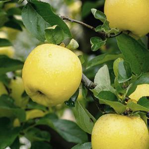 [산들네] 정품 시나노골드 황금사과 2kg 11과 내외