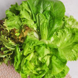 당일수확 유럽샐러드 채소1kg