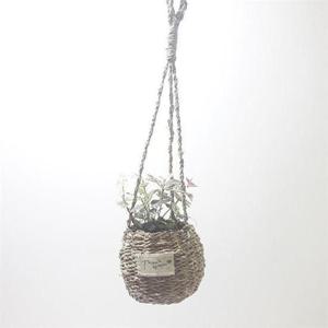 초설마삭줄 초설마삭줄 행잉 바구니 인테리어식물 실내온도조절