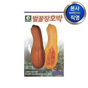 벌꿀장 호박 씨앗 30립 . 야채 채소 텃밭 파종 재배 주말 농장 씨 종자.