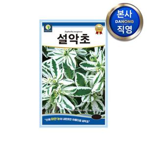 설악초 씨앗 20립 . 야광초 월광초 빙화 설화초 야생화 심기 키우기 꽃씨 종자.