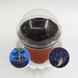 강낭콩 뿌리관찰 5인용