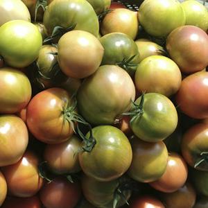 [당일수확발송] 부산 짭짤이 대저토마토 2.5kg 대과(L) GAP인증