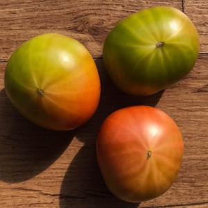 국내산 일반 대저토마토 1.5kg L 대과