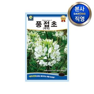 풍접초 흰색 씨앗 0.5g(200립) . 족두리꽃 백화채 클레오메 관상 꽃씨 종자.