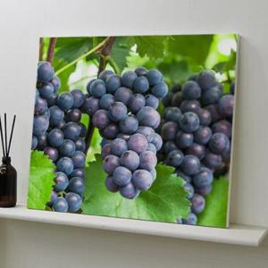 아트박스/꾸밈 ah864-캔버스액자53x45.5_주렁주렁맺힌포도