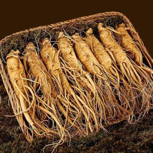 농협선별 금산 인삼(삼계) 300g