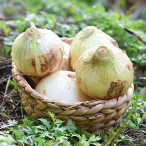 [팔도농장] 달큰한 무안 햇 양파(중) 5kg