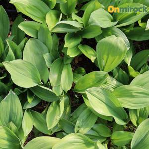 온미락 강원도 화천 너래안 명이나물 잎명이 1Kg 산마늘 봄나물