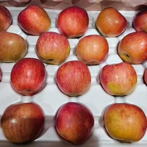 가정용 못난이사과 부사사과 8kg 소과