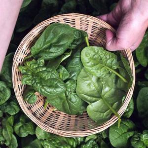 남해 섬초 시금치 4kg 남해 시금치 섬초 남해초 시금치 나물 보물초 생 시