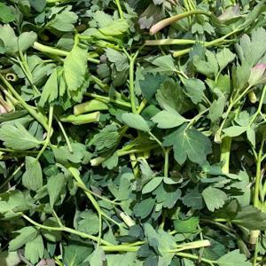 [산정마을] 봄철 밥상 봄나물 여수 금오도 노지 방풍나물 1kg