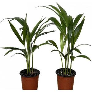 [베하몰]베하몰 실내 화초 1+1 아레카야자 소품 약25cm (23488477)