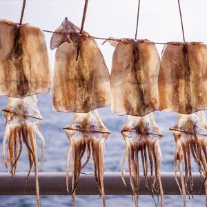 [씨토랑]포항 구룡포 반건조 오징어 10미 700g/피데기