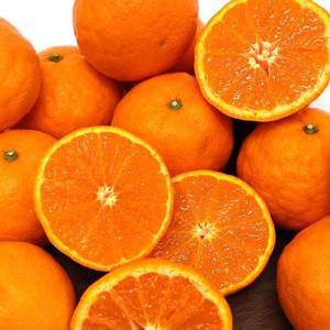 갤러리아_[맛딜] 제주직송 새콤달콤한 고당도 카라향 9kg 중과