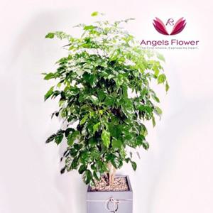 [엔젤스플라워] 녹보수 대형 관엽식물 공기정화 전국 꽃배달서비스