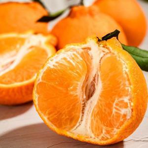 제주 하우스 한라봉 10kg 로얄과(40과 내외) 평균13brix고당도 한라봉