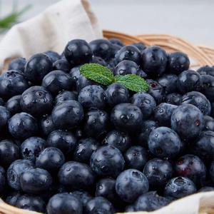 당일수확 국내산 생블루베리 1kg 특-왕특/100gx10팩