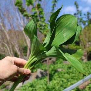 울릉도 명이나물 생명이나물 산나물 산마늘 2kg