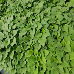 ［늘해랑］밤고구마 모종 1단(1.2kg)