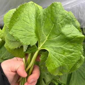 향긋한 국산 곰취 나물 1kg 생곰취 곤달비 나물 생곤달비 곰달비 산나물 봄