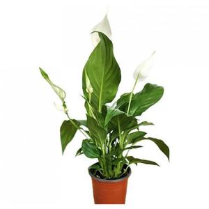 [베하몰]베하몰 실내 화초 향기 스파트필름 소품 약25cm (23488466)