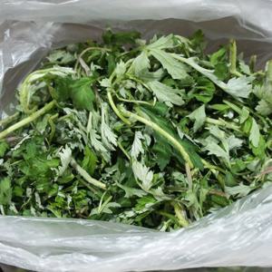 거문도 노지 해풍쑥 1kg