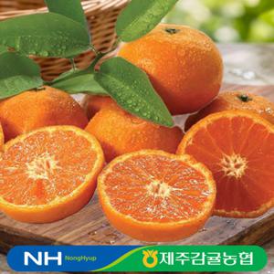 [농협][26년수확] 제주감귤농협 황금알 카라향 4kg