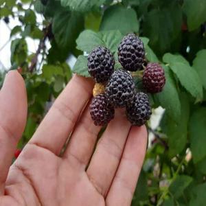 전북 고창 냉동 토종 복분자 특품 10kg/트레이포장