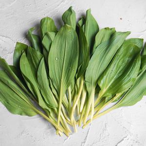 강원도 정선 고랭지 명이나물 4kg