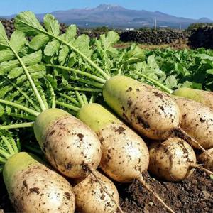 [팜보스]달고 아삭한 겨울 제철 제주 월동 무 5kg