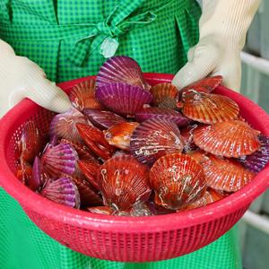 청정해역에서 자라 싱싱한!  홍가라비 1kg (35미 내외)
