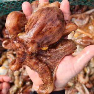 [완도 자연산] 산지직송 산소포장 생물 돌문어 500g