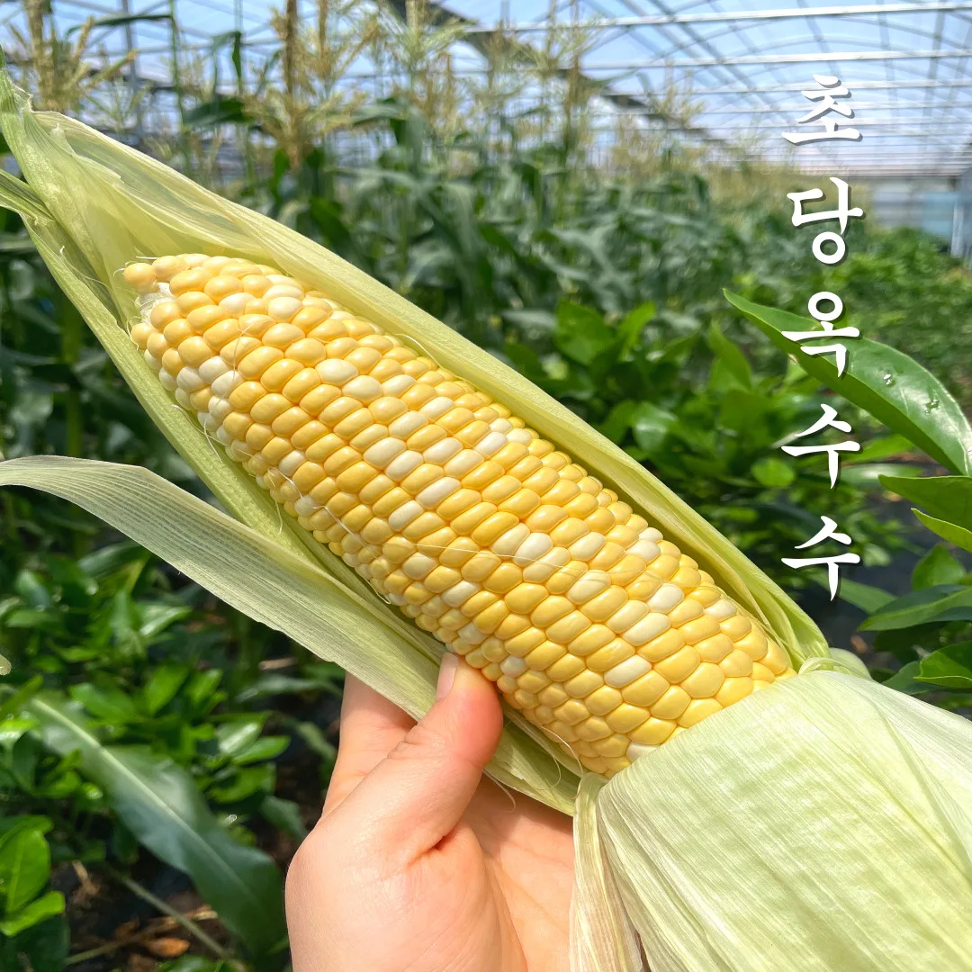[5/12출고] 고당도 초당옥수수특품  5개 10개 산지직송