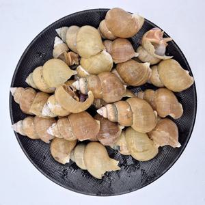 국내산 활골뱅이 800g x 1팩